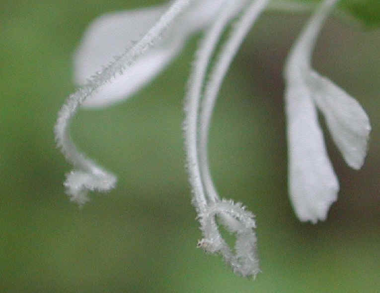 Bladder Campion - 13