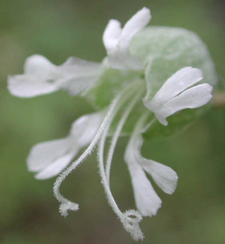 Bladder Campion - 14
