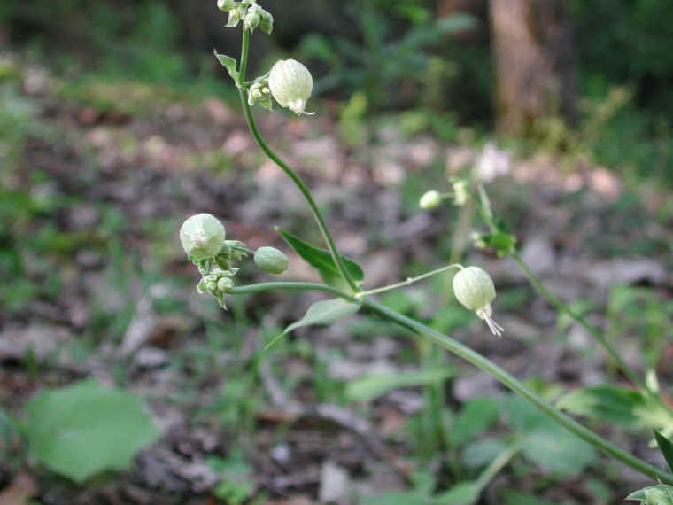 Bladder Campion - 16