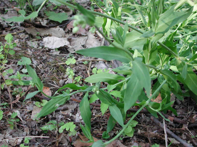 Bladder Campion - 17