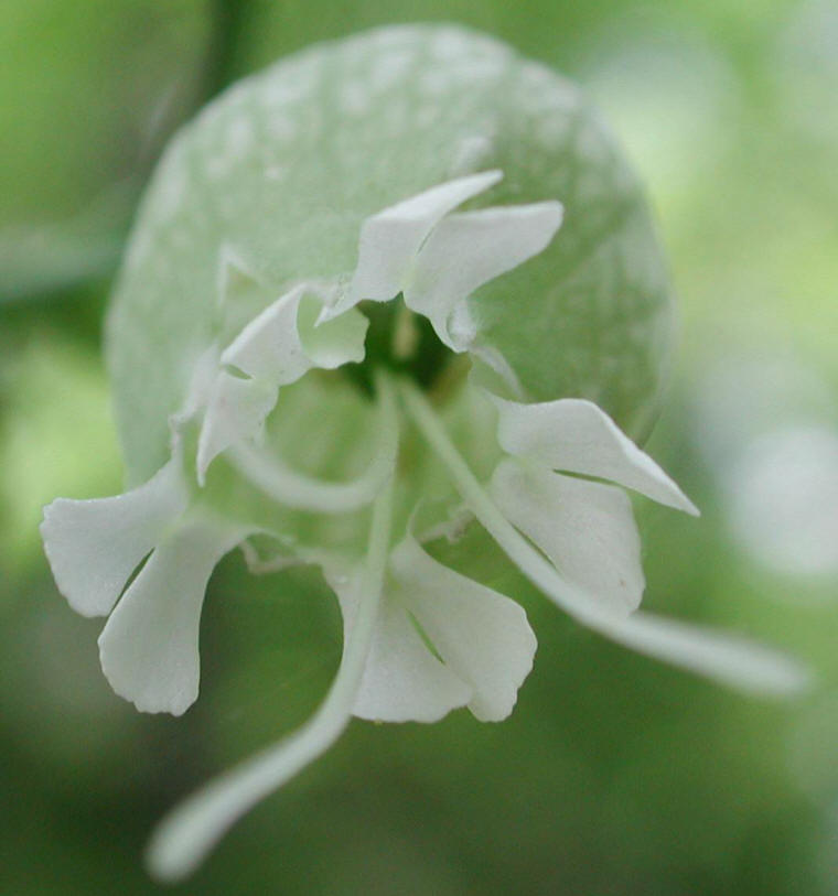 Bladder Campion - 21