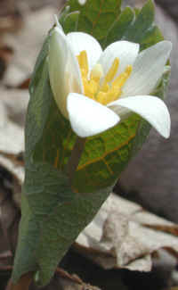 Bloodroot (Sanguinaria canadensis) - 09