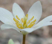 Bloodroot (Sanguinaria canadensis) - 10a