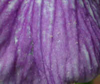 Blue Flag Iris (Iris versicolor) - 03