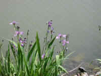 Blue Flag Iris (Iris versicolor) - 09