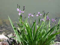 Blue Flag Iris (Iris versicolor) - 10