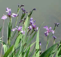 Blue Flag Iris (Iris versicolor) - 10a