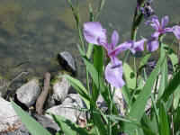 Blue Flag Iris (Iris versicolor) - 11