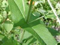 Boneset (Eupatorium perfoliatum) - 07