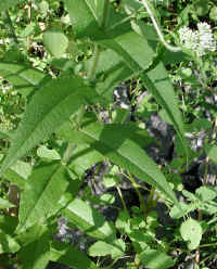 Boneset (Eupatorium perfoliatum) - 08