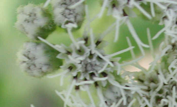 Boneset (Eupatorium perfoliatum) - 09a