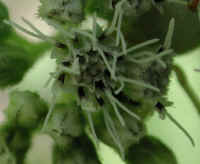 Boneset (Eupatorium perfoliatum) - 10a