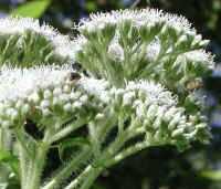 Boneset (Eupatorium perfoliatum) - 13a