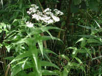 Boneset (Eupatorium perfoliatum) - 16