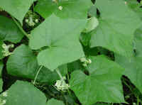 Bur-Cucumber (Sicyos angulatus) - 07