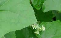 Bur-Cucumber (Sicyos angulatus) - 07a