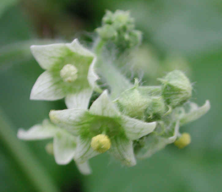 Bur-Cucumber (Sicyos angulatus) - 08