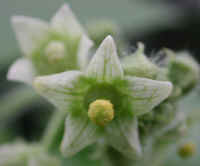 Bur-Cucumber (Sicyos angulatus) - 09