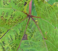 Bur-Cucumber (Sicyos angulatus) - 16a