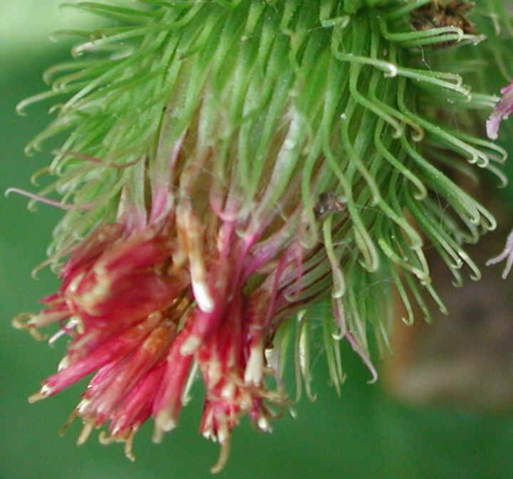 Burdock, Common (Arctium mimus) - 02c