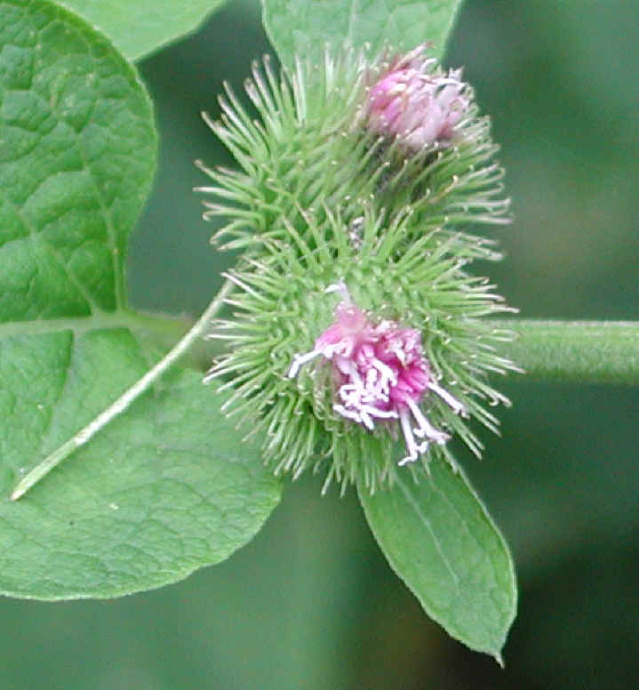 Burdock, Common (Arctium mimus) - 06