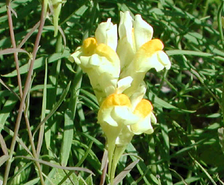 Butter and Eggs (Linaria vulgaris) - 05