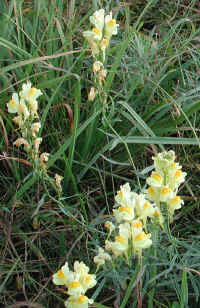 Butter and Eggs (Linaria vulgaris) - 10