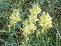 Butter and Eggs (Linaria vulgaris) - 10a