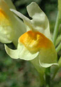 Butter and Eggs (Linaria vulgaris) - 03