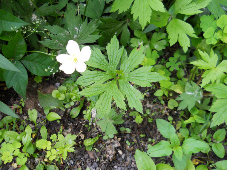 Canada Anemone (Anemone canadensis) - 01