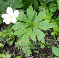 Canada Anemone (Anemone canadensis) - 01a