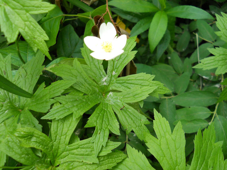 Canada Anemone (Anemone canadensis) - 02