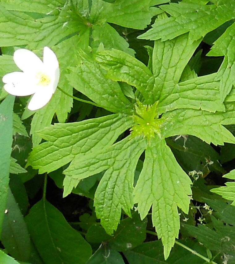 Canada Anemone (Anemone canadensis) - 03a