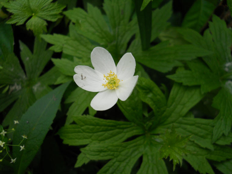 Canada Anemone (Anemone canadensis) - 04