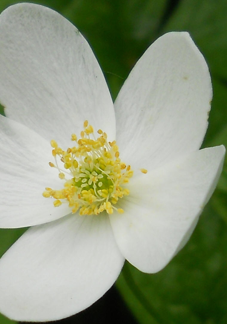 Canada Anemone (Anemone canadensis) - 04a