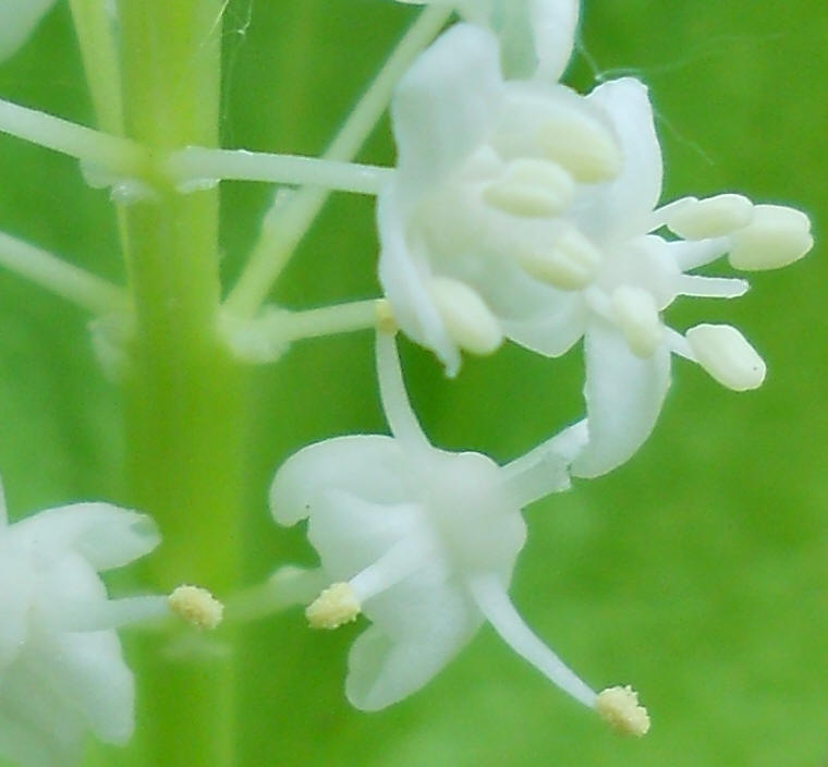 Canada Mayflower (Maianthemum canadense) - 01a