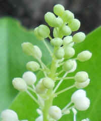 Canada Mayflower (Maianthemum canadense) - 04a
