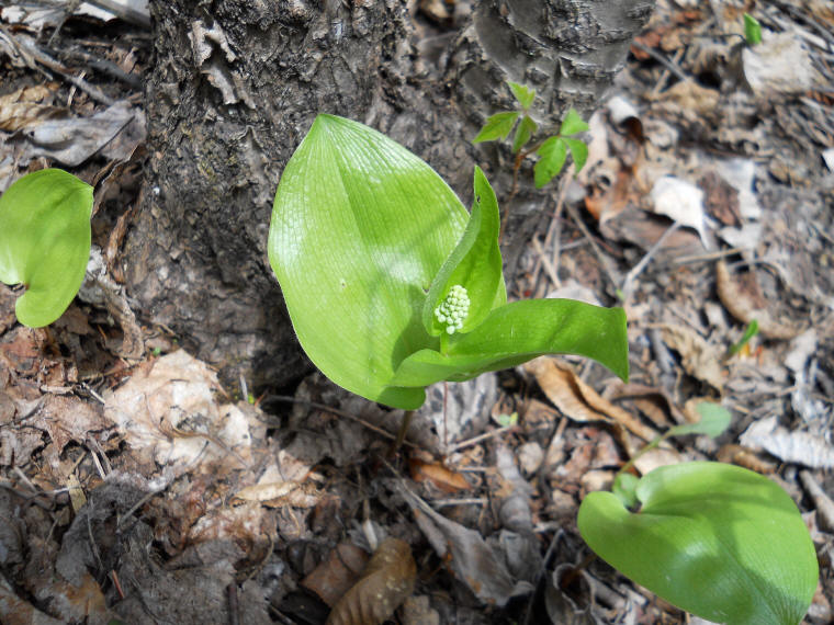 Canada Mayflower (Maianthemum canadense) - 09