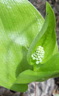 Canada Mayflower (Maianthemum canadense) - 09a