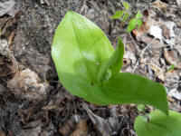 Canada Mayflower (Maianthemum canadense) - 10<