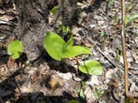 Canada Mayflower (Maianthemum canadense) - 14