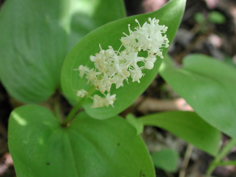 Canada Mayflower (Maianthemum canadense) - 21