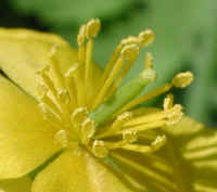 Celandine (Chelidonium majus) - 02a