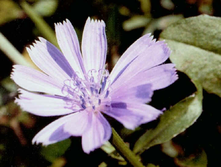 Chicory (Cichorium intybus) - 04