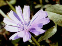 Chicory (Cichorium intybus) - 04