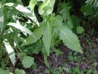 Chicory (Cichorium intybus) - 08
