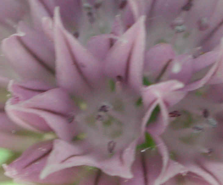 Chives, Wild (Allium schoenoprasum v. sibiricum) - 04