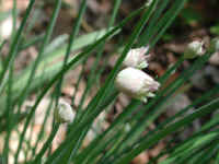 Chives, Wild (Allium schoenoprasum v. sibiricum) - 08