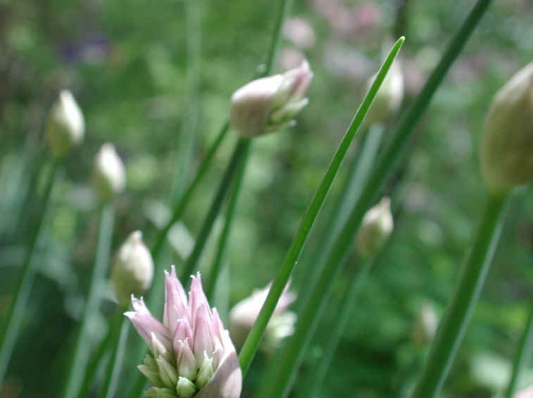 Chives, Wild (Allium schoenoprasum v. sibiricum) - 10