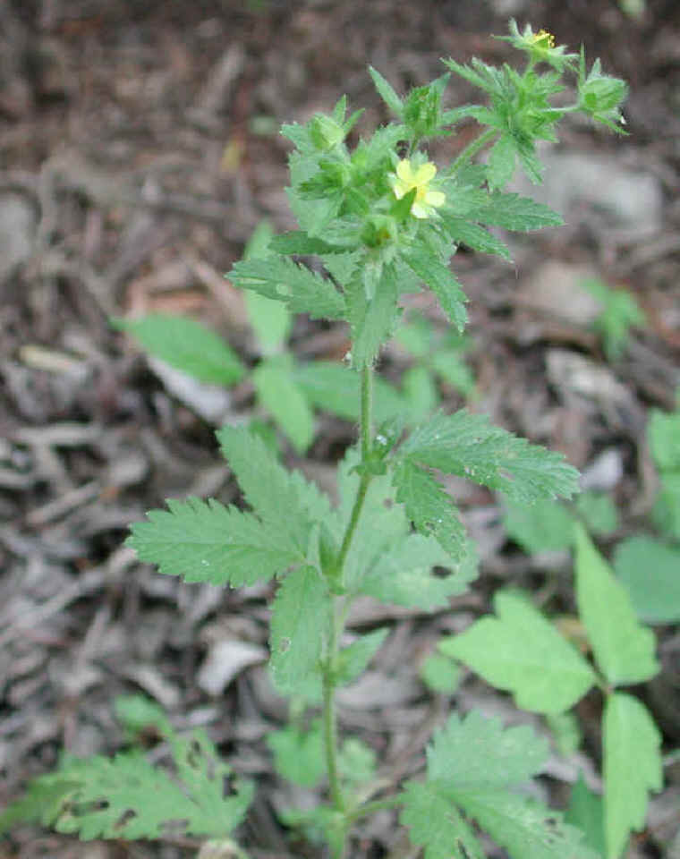 Rough Cinquefoil (Potentilla norvegica) - 01